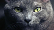 purebred russian blue hd wallpaper
