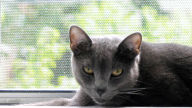 russian blue cat 1080p