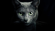 russian blue cat bright green eyes hd