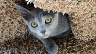 russian blue cat hiding