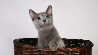 russian blue cat in wicker basket