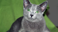 russian blue cat lying on green cloth 1920x1080