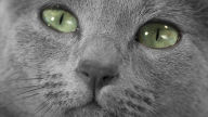 russian blue grey hair green eyes