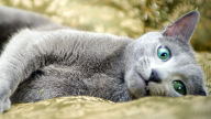 russian blue laying around