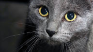 russian blue royal look wallpaper
