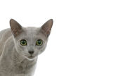 silver rb cat 1920x1080 desktop wallpaper