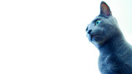 white background russian blue cat 1920x1080