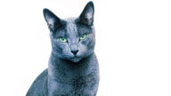 white desktop background russian cat
