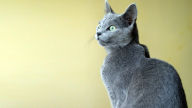 yellow bg russian blue cat hd