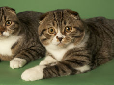 cat scottish fold background