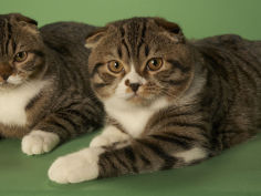 cat wallpaper scottish fold