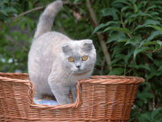 scottish fold blue cream cat