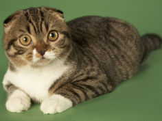 scottish fold cat hd
