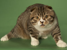 scottish fold desktop wallpaper
