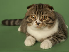 scottish fold hd wallpaper