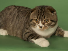 scottish fold wallpaper