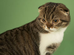 scottish fold widescreen