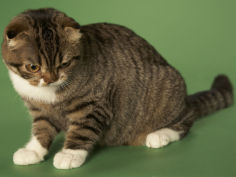 scottish fold widescreen wallpaper