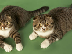 wide wallpaper scottish fold