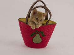 cat selkirk rex background