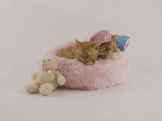 selkirk rex 10