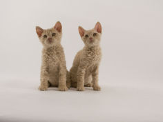 selkirk rex 11