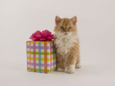 selkirk rex 12