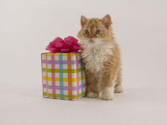 selkirk rex 13
