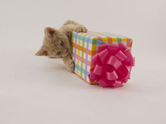 selkirk rex 14