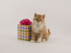 selkirk rex 15