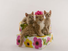 selkirk rex 16