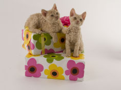 selkirk rex 17