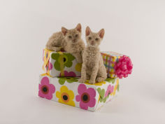 selkirk rex 18