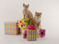 selkirk rex 20