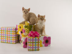 selkirk rex 21