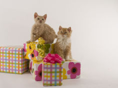 selkirk rex 22