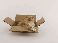 selkirk rex 25