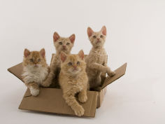 selkirk rex 26