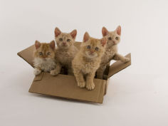 selkirk rex 27