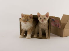 selkirk rex 29