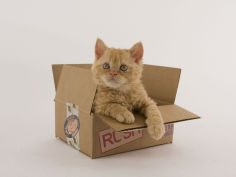 selkirk rex 30