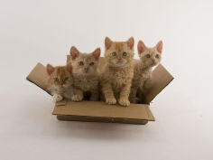 selkirk rex 31