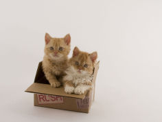 selkirk rex 32