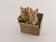 selkirk rex 33