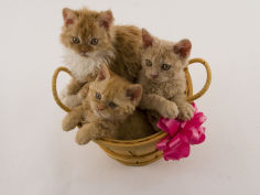 selkirk rex 34