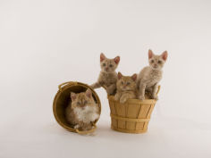 selkirk rex 35
