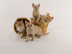 selkirk rex 36