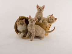 selkirk rex 37