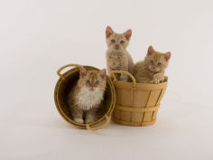 selkirk rex 38