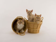 selkirk rex 39
